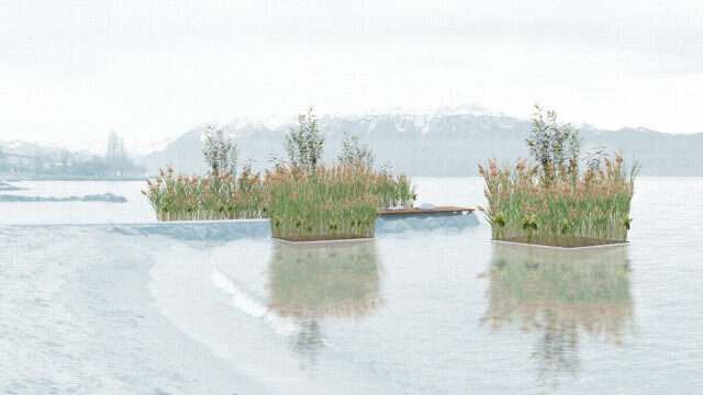 Iles artificiels avec du roseau et su saule au rive du lac Léman à Lausanne